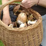 Alojamento de Turismo Rural Pod Tulipanem Nad Jeziorem *