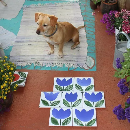 Pod Tulipanem Nad Jeziorem Zawady Oleckie