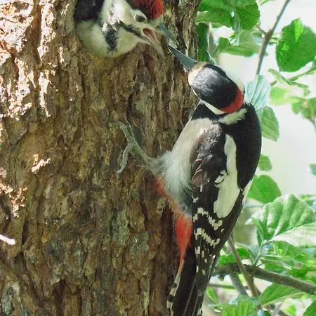 Pod Tulipanem Nad Jeziorem *