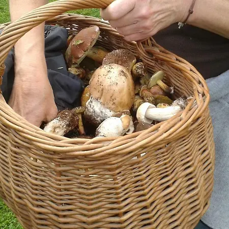 Farma Pod Tulipanem Nad Jeziorem *