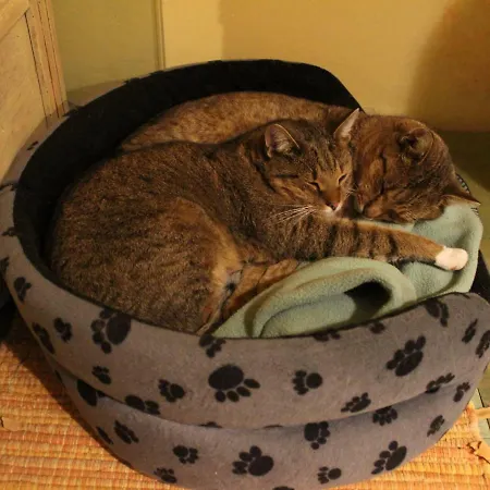 Farma Pod Tulipanem Nad Jeziorem *